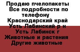 Продаю пчелопакеты. Все подробности по телефону. - Краснодарский край, Усть-Лабинский р-н, Усть-Лабинск г. Животные и растения » Другие животные   